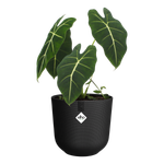 jazz rund 23cm living schwarz